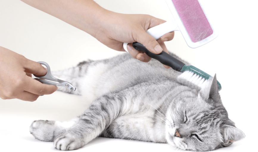 Cat Grooming