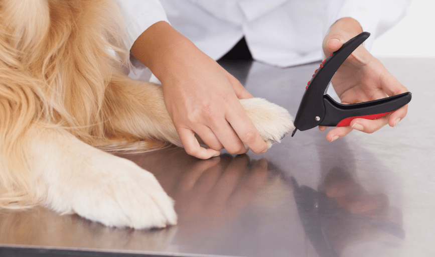 Dog Grooming